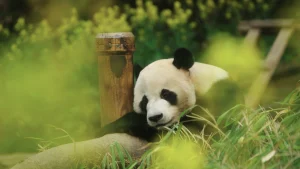 Bảo Bối Của Ông My Dearest Fu Bao