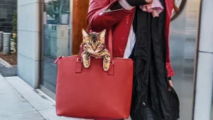 Những người yêu mèo Cat People